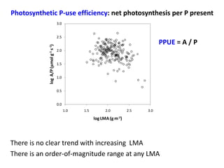 Photosynthetic P-use efficiency: net photosynthesis per P present 
3.0 
2.5 
2.0 
1.5 
1.0 
0.5 
0.0 
1.0 1.5 2.0 2.5 3.0 
log A/P (μmol g-1 s-1) 
log LMA (g m-2) 
PPUE = A / P 
There is no clear trend with increasing LMA 
There is an order-of-magnitude range at any LMA 
 