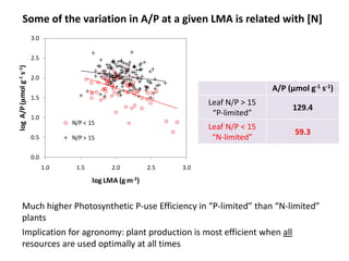 Some of the variation in A/P at a given LMA is related with [N] 
A/P (μmol g-1 s-1) 
Leaf N/P > 15 
“P-limited” 
129.4 
Leaf N/P < 15 
“N-limited” 
59.3 
3.0 
2.5 
2.0 
1.5 
1.0 
0.5 
0.0 
N/P < 15 
N/P > 15 
1.0 1.5 2.0 2.5 3.0 
log A/P (μmol g-1 s-1) 
log LMA (g m-2) 
Much higher Photosynthetic P-use Efficiency in “P-limited” than “N-limited” 
plants 
Implication for agronomy: plant production is most efficient when all 
resources are used optimally at all times 
 