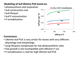 Modelling of leaf lifetime PUE based on: 
• photosynthesis and respiration 
• leaf construction cost 
0.12 
• leaf lifespan 
• leaf P concentration 
0.08 
• P remobilization 
0.04 
0.00 
40, 60 or 80% P remobilization 
80% 
40% 
60% 
0 200 400 600 
A/P (g C mg-1 P) 
LMA (g m-2) 
Conclusions: 
• Lifetime leaf PUE is very similar for leaves with very different 
physiology and morphology 
• Long lifespans compensate for low photosynthetic rates 
• Fast growth is not incompatible with efficient P use 
• P remobilization is vital for high lifetime leaf PUE 
 