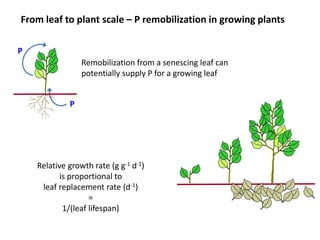 From leaf to plant scale – P remobilization in growing plants 
Remobilization from a senescing leaf can 
potentially supply P for a growing leaf 
Relative growth rate (g g-1 d-1) 
is proportional to 
leaf replacement rate (d-1) 
= 
1/(leaf lifespan) 
P 
P 
 