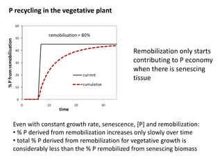 P recycling in the vegetative plant 
60 
50 
40 
30 
20 
10 
0 
remobilisation = 80% 
0 10 20 30 
% P from remobilisation 
time 
current 
cumulative 
Remobilization only starts 
contributing to P economy 
when there is senescing 
tissue 
Even with constant growth rate, senescence, [P] and remobilization: 
• % P derived from remobilization increases only slowly over time 
• total % P derived from remobilization for vegetative growth is 
considerably less than the % P remobilized from senescing biomass 
 