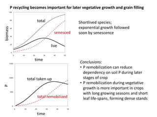 P recycling becomes important for later vegetative growth and grain filling 
Shortlived species; 
exponential growth followed 
soon by senescence 
Conclusions: 
• P remobilization can reduce 
dependency on soil P during later 
stages of crop 
• P remobilization during vegetative 
growth is more important in crops 
with long growing seasons and short 
leaf life-spans, forming dense stands 
100 
80 
60 
40 
20 
0 
biomass produced 
biomass shed 
live biomass 
senesced 
0 10 20 30 40 50 
biomass 
time 
live 
total 
biomass 
time 
1500 
1000 
500 
0 
P taken up 
P remobilised 
total taken up 
total remobilized 
0 10 20 30 40 50 
P 
time 
P 
time 
 