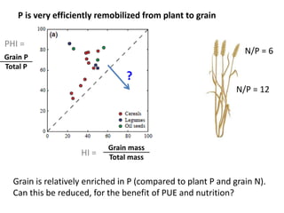 P is very efficiently remobilized from plant to grain 
PHI = 
Grain P 
Total P 
? 
Grain mass 
Total mass 
N/P = 6 
N/P = 12 
HI = 
Grain is relatively enriched in P (compared to plant P and grain N). 
Can this be reduced, for the benefit of PUE and nutrition? 
 