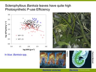 The University of Western Australia 
Sclerophyllous Banksia leaves have quite high 
Photosynthetic P-use Efficiency 
3.0 
2.5 
2.0 
1.5 
1.0 
0.5 
0.0 
N/P < 15 
N/P > 15 
1.0 1.5 2.0 2.5 3.0 
log A/P (μmol g-1 s-1) 
log LMA (g m-2) 
In blue: Banksia spp. 
Foteini 
Hassiotou 
Banksia victoriae Banksia 
Patrick Mitchell 
 