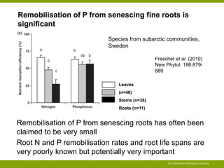 Remobilisation of P from senescing fine roots is 
significant 
Species from subarctic communities, 
Sweden 
Freschet et al. (2010) 
New Phytol. 186:879- 
889 
Remobilisation of P from senescing roots has often been 
claimed to be very small 
Root N and P remobilisation rates and root life spans are 
very poorly known but potentially very important 
The University of Western Australia 
Leaves 
(n=40) 
Stems (n=38) 
Roots (n=11) 
 