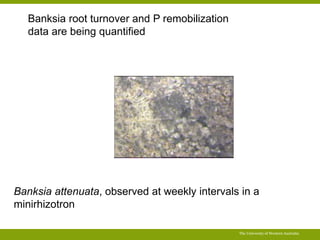 Banksia attenuata, observed at weekly intervals in a 
minirhizotron 
The University of Western Australia 
Banksia root turnover and P remobilization 
data are being quantified 
 