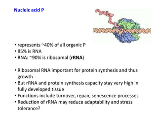 Opportunities for improving phosphorus-use efficiency in crop plants