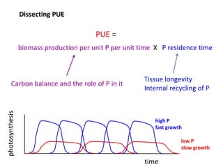 Opportunities for improving phosphorus-use efficiency in crop plants