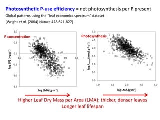 Opportunities for improving phosphorus-use efficiency in crop plants