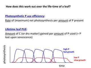 Opportunities for improving phosphorus-use efficiency in crop plants