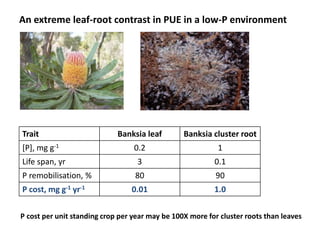 Opportunities for improving phosphorus-use efficiency in crop plants