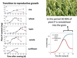 Opportunities for improving phosphorus-use efficiency in crop plants