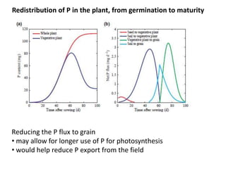 Opportunities for improving phosphorus-use efficiency in crop plants