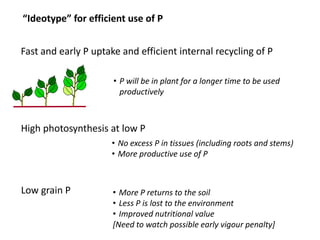 Opportunities for improving phosphorus-use efficiency in crop plants