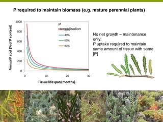 Opportunities for improving phosphorus-use efficiency in crop plants