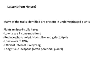 Opportunities for improving phosphorus-use efficiency in crop plants