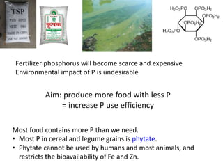 Opportunities for improving phosphorus-use efficiency in crop plants