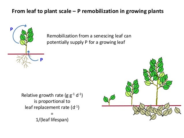 Opportunities for improving phosphorus-use efficiency in crop plants