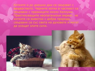 Котките и до днешни дни се свързват с
вещерството. Черните котки в частност са
свързани с празниците около Хелоуин.
Практикуващите неопаганизъм вярват, че
котките са животни с добра природа,
свързани са със света на духовете и могат
да усещат злите сили.
 