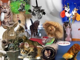 Палавото коте - Венелина Манева - 4 клас