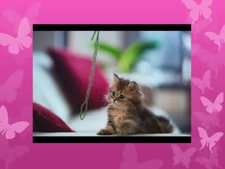 Палавото коте - Венелина Манева - 4 клас