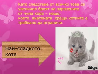 Като следствие от всичко това се
увеличил броят на заразените
от чума хора – нещо,
което анатемата срещу котките е
трябвало да ограничи.
Най-сладкото
коте
 