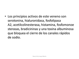 • Los principios activos de este veneno son
  serotonina, hialuronidasa, fosfolipasa
  A2, acetilcolinesterasa, histamina, fosfomonoe
  sterasas, bradicininas y una toxina albuminosa
  que bloquea el cierre de los canales rápidos
  de sodio.




                   Rosas Urías Jorge Alberto
 