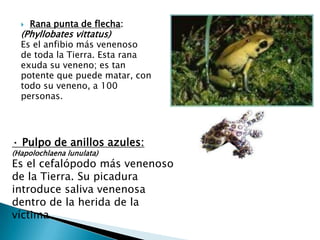    Rana punta de flecha:
  (Phyllobates vittatus)
  Es el anfibio más venenoso
  de toda la Tierra. Esta rana
  exuda su veneno; es tan
  potente que puede matar, con
  todo su veneno, a 100
  personas.




· Pulpo de anillos azules:
(Hapolochlaena lunulata)
Es el cefalópodo más venenoso
de la Tierra. Su picadura
introduce saliva venenosa
dentro de la herida de la
víctima.
 