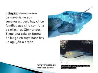  Rayas: (Gymnura altívela)
La mayoría no son
venenosas, pero hay cinco
familias que si lo son. Una
de ellas, los Gimnuridos.
Tiene una cola en forma
de látigo en cuya base hay
un aguijón o arpón




                     Raya venenosa de
                     manchas azules.
 