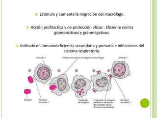 





Estimula y aumenta la migración del macrófago.

Acción profiláctica y de protección eficaz . Eficiente contra
grampositivos y gramnegativos

Indicado en inmunodeficiencia secundaria y primaria e infecciones del
sistema respiratorio.

 