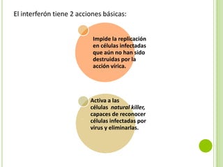 El interferón tiene 2 acciones básicas:
Impide la replicación
en células infectadas
que aún no han sido
destruidas por la
acción vírica.

Activa a las
células natural killer,
capaces de reconocer
células infectadas por
virus y eliminarlas.

 