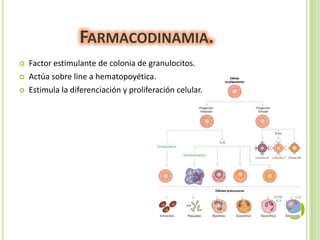 FARMACODINAMIA.




Factor estimulante de colonia de granulocitos.
Actúa sobre line a hematopoyética.
Estimula la diferenciación y proliferación celular.

 