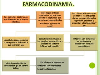 FARMACODINAMIA.
Los extractos bacterianos
son liberados en el lumen
intestinal

Las células cooperan entre
sí para generar linfocitos B
que formaran IgA.

Inicia la producción de
anticuerpos IgA en contra
del ag.

Estos llegan al tejido
asociado a las mucosas
donde es capturado por
estructuras especializadas.
Células M y placas de
peyer

Las células M transportan
al interior los antígenos
donde los macrófagos los
fagocitan, procesan y
presentan a los linfocitos T
yB

Estos linfocitos migran a
los ganglios mesentéricos y
al resto del sistema
linfático y circulación .

linfocitos van a mucosas
se establecen y
diferencian a células
plasmáticas.

Por otra parte se generan:

Linfocitos T cooperadores
Se activan fagocitos.

 