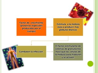 Factor de crecimiento
(proteínas especiales
producidas por el
cuerpo)

Estimula a la médula
ósea a producir más
glóbulos blancos

Combaten la infección.

El factor estimulante de
colonias de granulocitos
hace que las células de
la médula ósea maduren
y se activen.

 