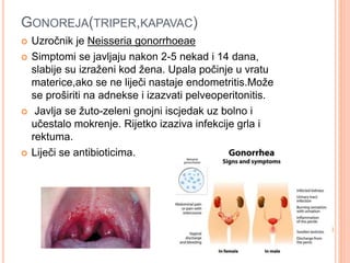 GONOREJA(TRIPER,KAPAVAC)
 Uzročnik je Neisseria gonorrhoeae
 Simptomi se javljaju nakon 2-5 nekad i 14 dana,
slabije su izraženi kod žena. Upala počinje u vratu
materice,ako se ne liječi nastaje endometritis.Može
se proširiti na adnekse i izazvati pelveoperitonitis.
 Javlja se žuto-zeleni gnojni iscjedak uz bolno i
učestalo mokrenje. Rijetko izaziva infekcije grla i
rektuma.
 Liječi se antibioticima.
 