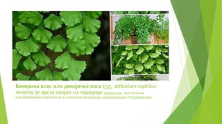 Венерина влас - Кристина Миливојевић | PPT