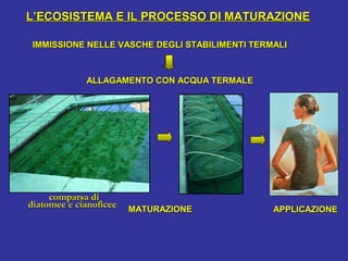 APPLICAZIONEAPPLICAZIONE
ALLAGAMENTO CON ACQUA TERMALEALLAGAMENTO CON ACQUA TERMALE
IMMISSIONE NELLE VASCHE DEGLI STABILIMENTI TERMALIIMMISSIONE NELLE VASCHE DEGLI STABILIMENTI TERMALI
MATURAZIONEMATURAZIONE
L’ECOSISTEMA E IL PROCESSO DI MATURAZIONEL’ECOSISTEMA E IL PROCESSO DI MATURAZIONE
comparsa dicomparsa di
diatomee e cianoficeediatomee e cianoficee
 