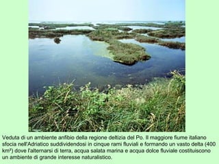Veduta di un ambiente anfibio della regione deltizia del Po. Il maggiore fiume italiano
sfocia nell'Adriatico suddividendosi in cinque rami fluviali e formando un vasto delta (400
km²) dove l'alternarsi di terra, acqua salata marina e acqua dolce fluviale costituiscono
un ambiente di grande interesse naturalistico.
 