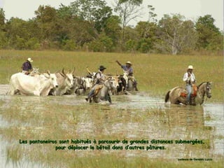 Venez découvrir le pantanal  brésilien !