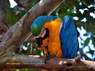 Venez découvrir le pantanal  brésilien !