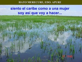 HATO MERECURE, EDO. APURE siento el caribe como a una mujer soy así que voy a hacer... 