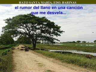 HATO SANTA MARÍA, EDO. BARINAS el rumor del llano en una canción que me desvela...   