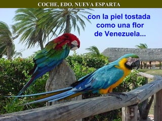 COCHE, EDO. NUEVA ESPARTA con la piel tostada  como una flor de Venezuela... 