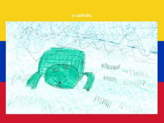 o caimán,
 