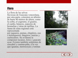 Flora 
La flora de las selvas 
lluviosas de Guayana venezolana, 
por otra parte, consisten en árboles 
de hasta 40 metros de altura, como 
la ceiba, el yagrumo, el guamo, 
el caobo, bejucos, especies de 
bromelias y otras de epifitas. La 
fauna de estas regiones está 
representada 
por jaguares, pumas, chigüires, oso 
s hormigueros, báquiros, nutrias y 
cachicamos. Su avifauna la 
componen tucanes, loros y guacam 
ayas. Existen también serpientes de 
cascabel y cuaima-piña, a la vez 
que iguanas, morrocoyas y toninas 
 