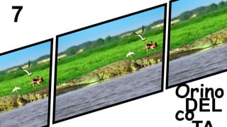 7
Orino
coDEL
 