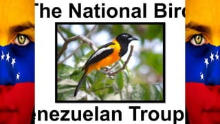 The National Bird
Venezuelan Troupial
 