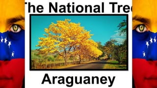 The National Tree
Araguaney
 