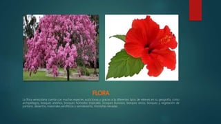 La flora venezolana cuenta con muchas especies autóctonas y gracias a la diferentes tipos de relieves en su geografía, como
archipiélagos, bosques andinos, bosques húmedos tropicales, bosques lluviosos, bosques secos, bosques y vegetación de
pantano, desiertos, matorrales xerofíticos o semidesierto, montañas nevadas
 