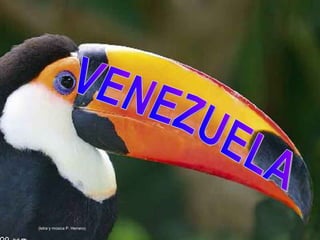 VENEZUELA (letra y música P. Herrero) 